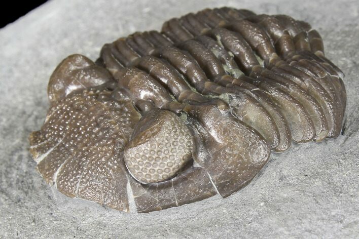 Long Eldredgeops Trilobite - Paulding, Ohio #85554